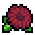Chrysanthemum