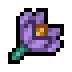 Crocus