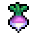 Turnip